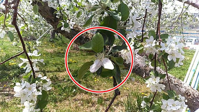 りんごは無農薬では難しい りんご栽培を家庭でやってみた結果こうなった そだてるブログ