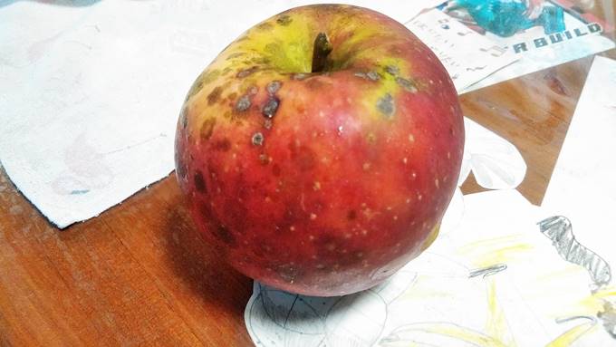 りんごは無農薬では難しい りんご栽培を家庭でやってみた結果こうなった そだてるブログ