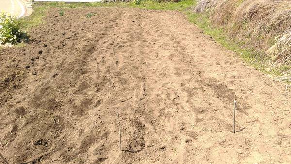 写真あり じゃがいもを置き肥で植え付け 簡単手間なし ずぼらok そだてるブログ