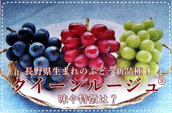 長野のぶどう新品種【クイーンルージュ®】味や特徴は？旬の時期は？ | そだてるブログ