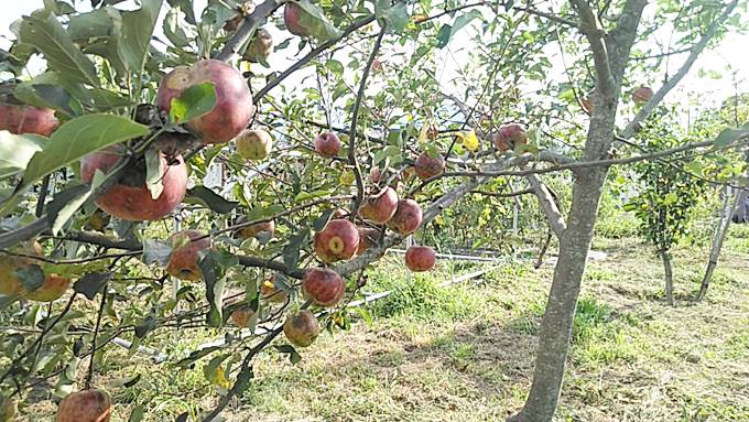 無農薬栽培のりんご