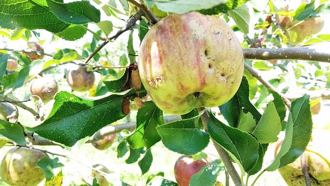 無農薬栽培のりんご