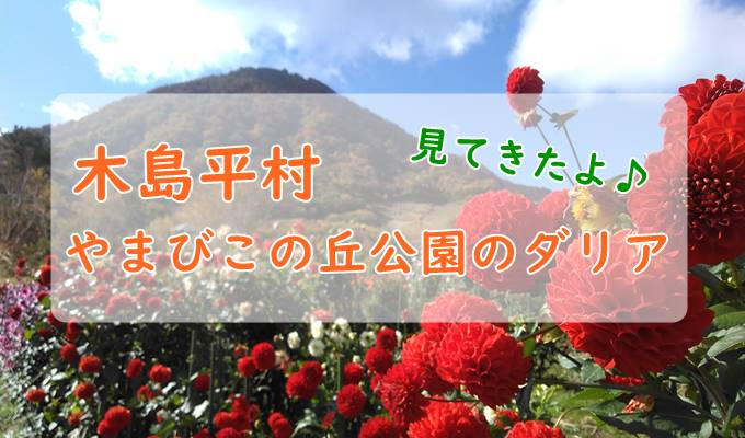 木島平村やまびこの丘公園のダリアを見に行ってみた 見頃はいつ そだてるブログ