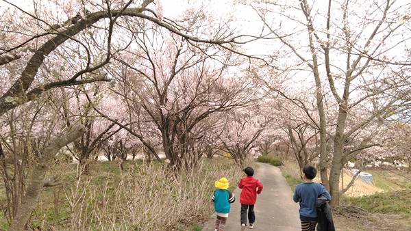 中野市谷厳寺の桜