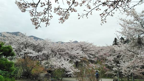 中野市谷厳寺の桜