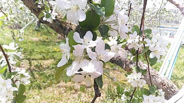 りんごの花の時期はいつ 長野では見頃にりんごの花摘み体験もできる そだてるブログ